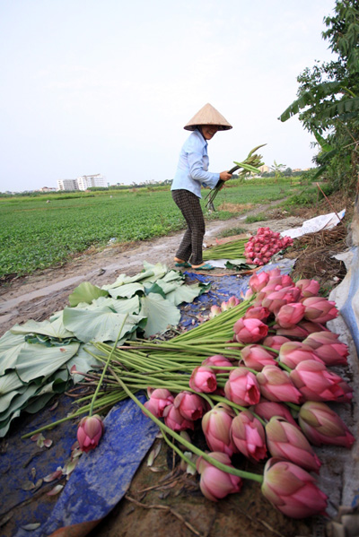 Hoa dua can ru, Hoa Tet, Hạt giống hoa, hoa treo, dạ yến thảo, hoa treo ban công, hạt giống hoa oải hương, bán hạt giống hoa oải hương, hat giong hoa oai huong, hạt giống  chất lượng cao, hat giong hoa , hat giong hoa chat luong cao, hoa trong tham, hoa trong chau,